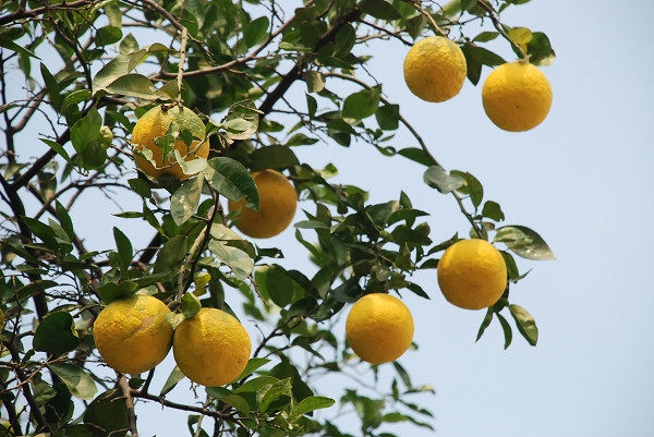 正宗香橼树苗 香泡树苗别墅庭院绿化香橼苗香圆树珍惜树种