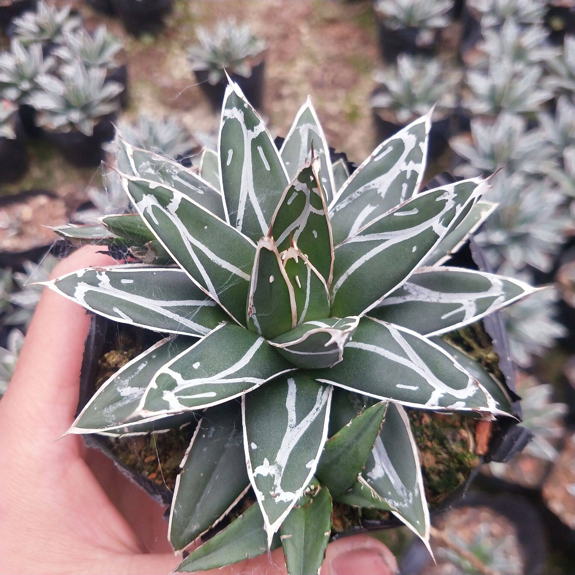 世之雪龙龙舌兰科办公室阳台庭院美观净化空气多肉植物