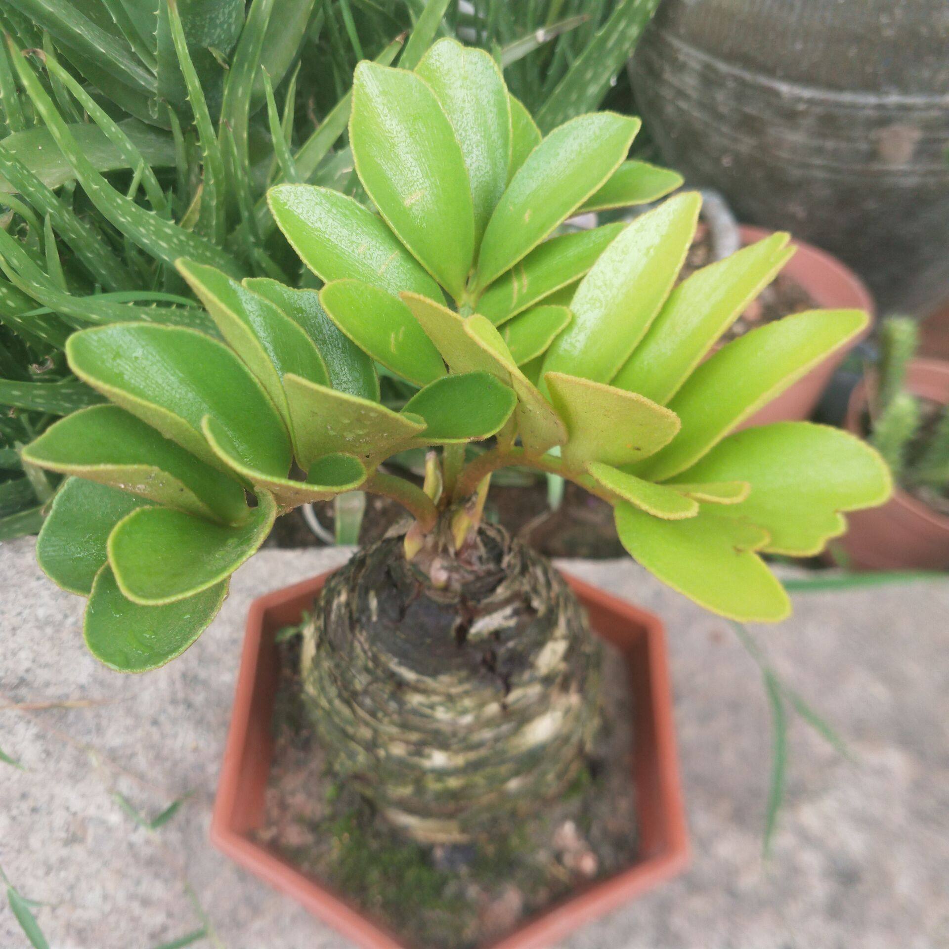 铁树进口墨西哥巴西西铁美洲庭院室内桌面盆景绿植