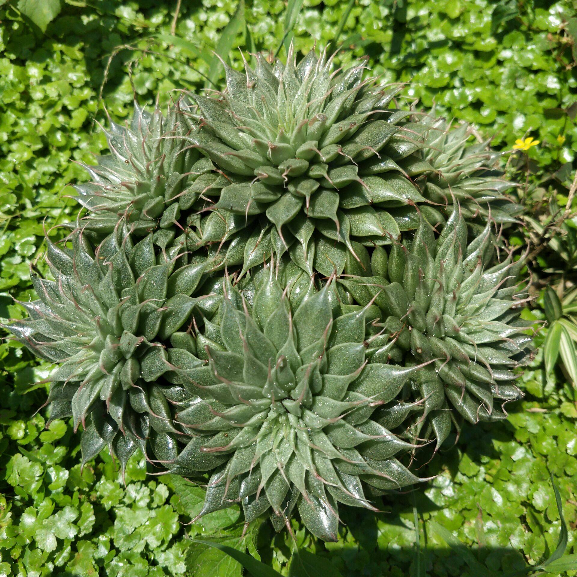 多肉植物银星群生多头办公室防辐射美观组合盆栽多肉植物