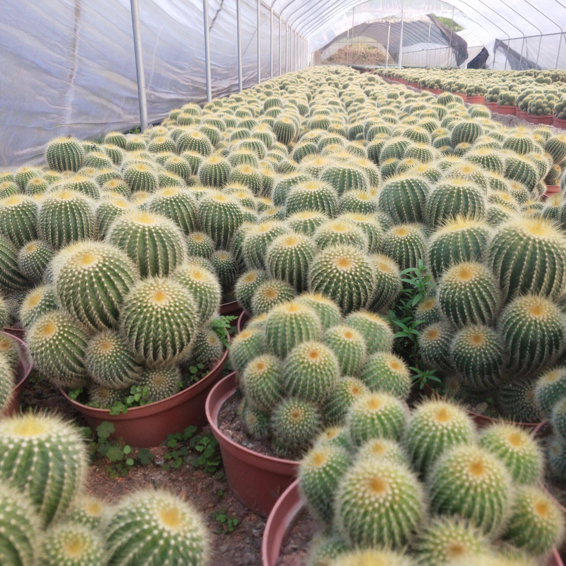 金冠仙人多头办公室防辐射盆景桌面多肉植物多肉植物