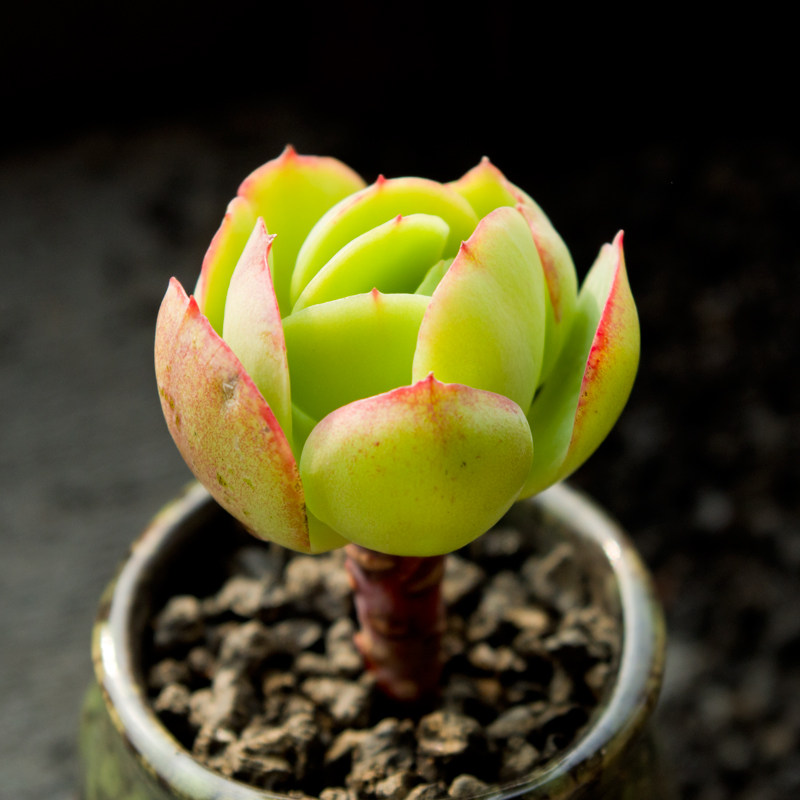 鸡蛋碧桃多肉植物 组合盆栽奇趣迷你室内防辐射肉肉实物拍摄