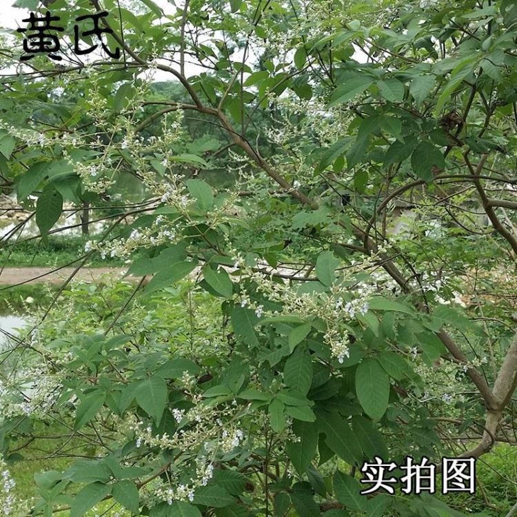 五指枫野生新鲜晒干牡荆荆条棵五指柑黄荆柴50克洗澡茶泡脚茶