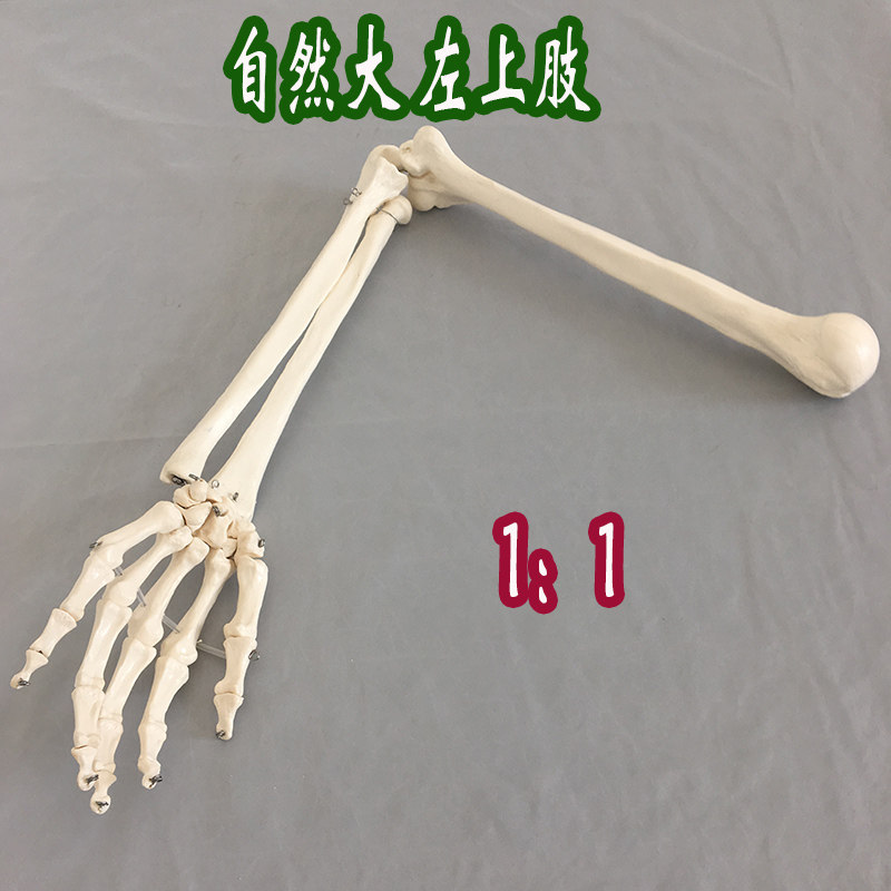 自然上肢成人手臂下肢大腿骨脚掌模型人体骨骼其他模型玩具
