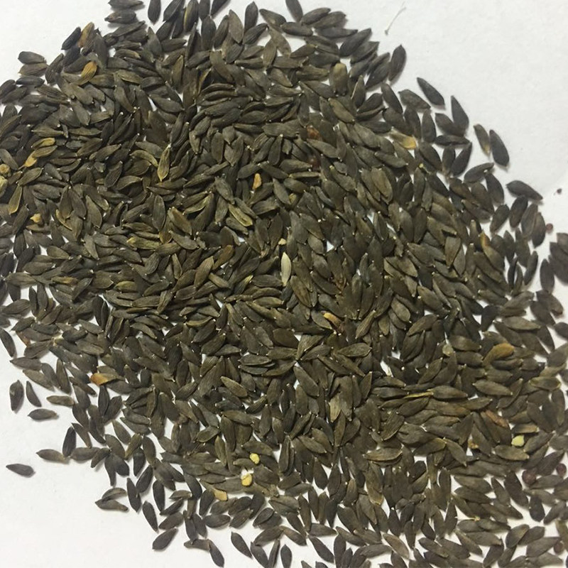 莴笋红冠种子四季莴苣尖叶农福蔬菜种籽耐寒家庭园艺种子