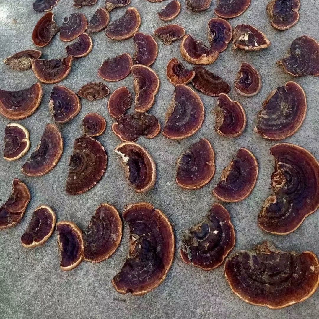 海南五指山深山雨林纯野野生正品无柄赤芝灵芝整枝灵芝