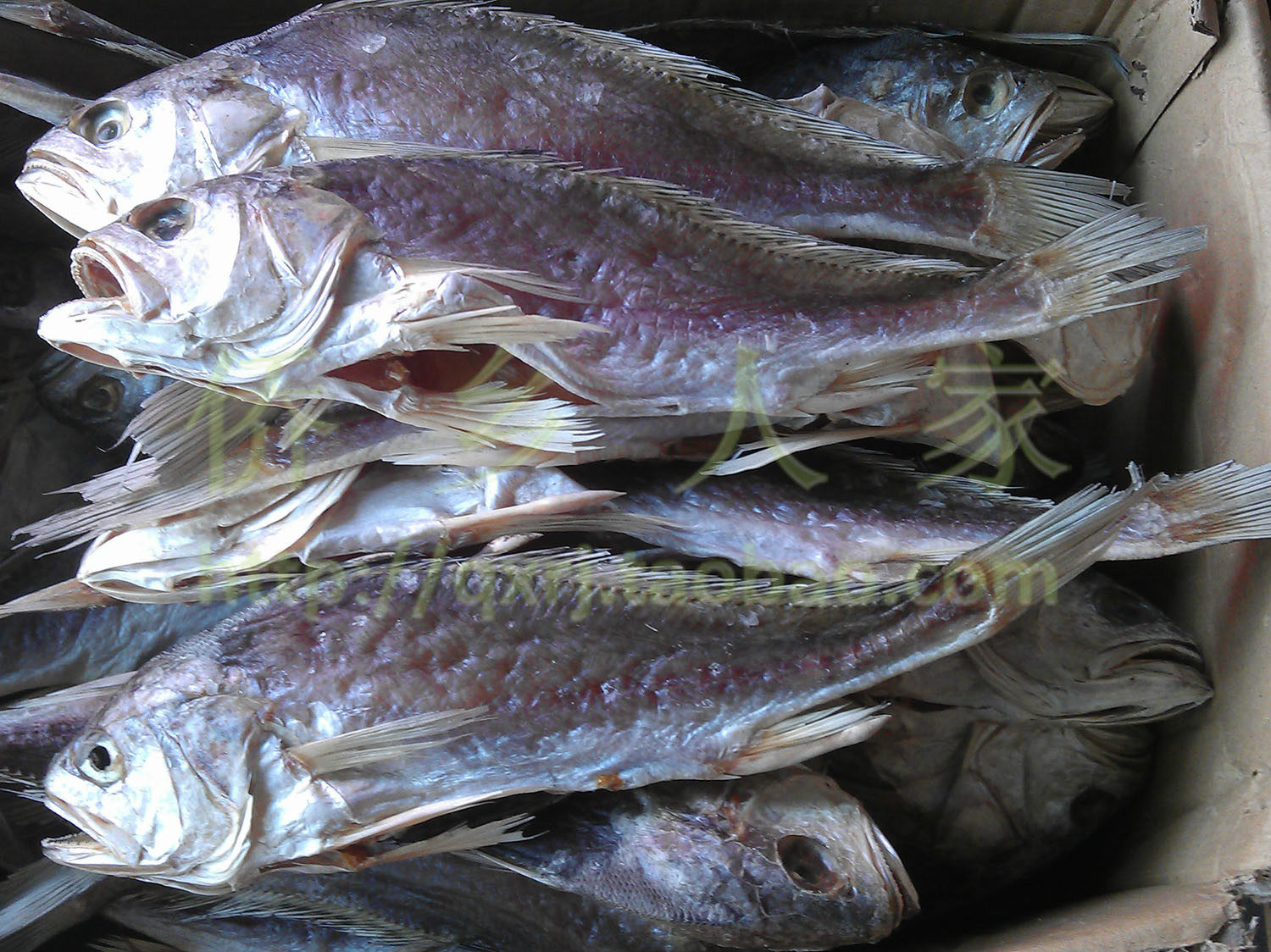 咸鱼台山广海特产白花干淡口渔民自晒下饭佳品鱼干