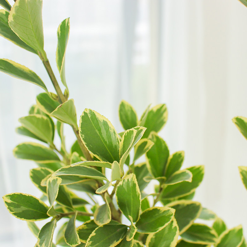 黄杨叶配草配叶花材鲜花家庭办公室插花顺丰直批鲜花速递同城