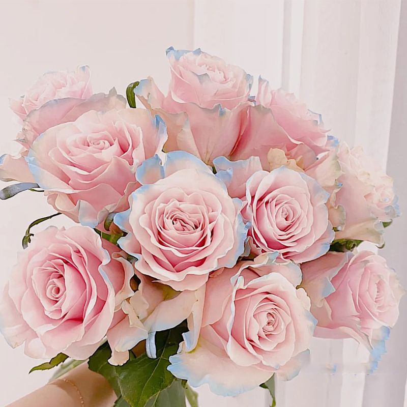 进口厄瓜多尔伊莎贝拉玫瑰鲜花直批上海发家用水插花鲜花速递(同城)