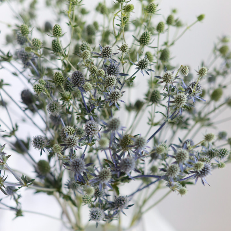昆明情人鲜花家用水插花蓝色鲜切花小刺芹上海鲜花速递(同城)