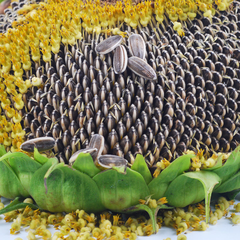 食用种子向日葵葵花籽天葵tk39四季播易种植观赏家庭园艺种子