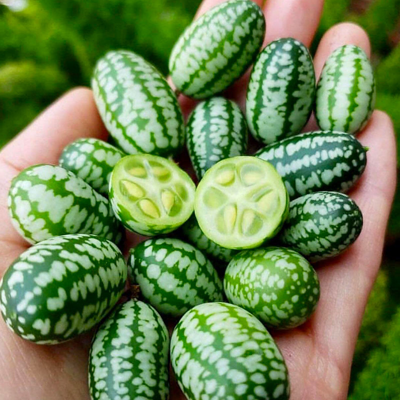 拇指西瓜种子迷你水果小西瓜种籽大全四季春季家庭园艺种子