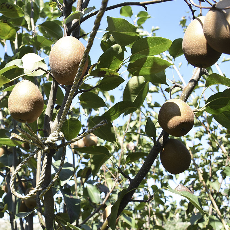 铁皮梨红梨煮着吃老树红皮梨硬铁梨5斤果园梨