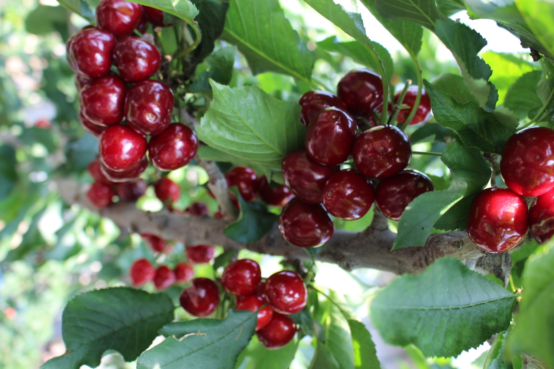 现货山东大樱桃新鲜孕妇水果美早车厘子5斤包邮车厘子