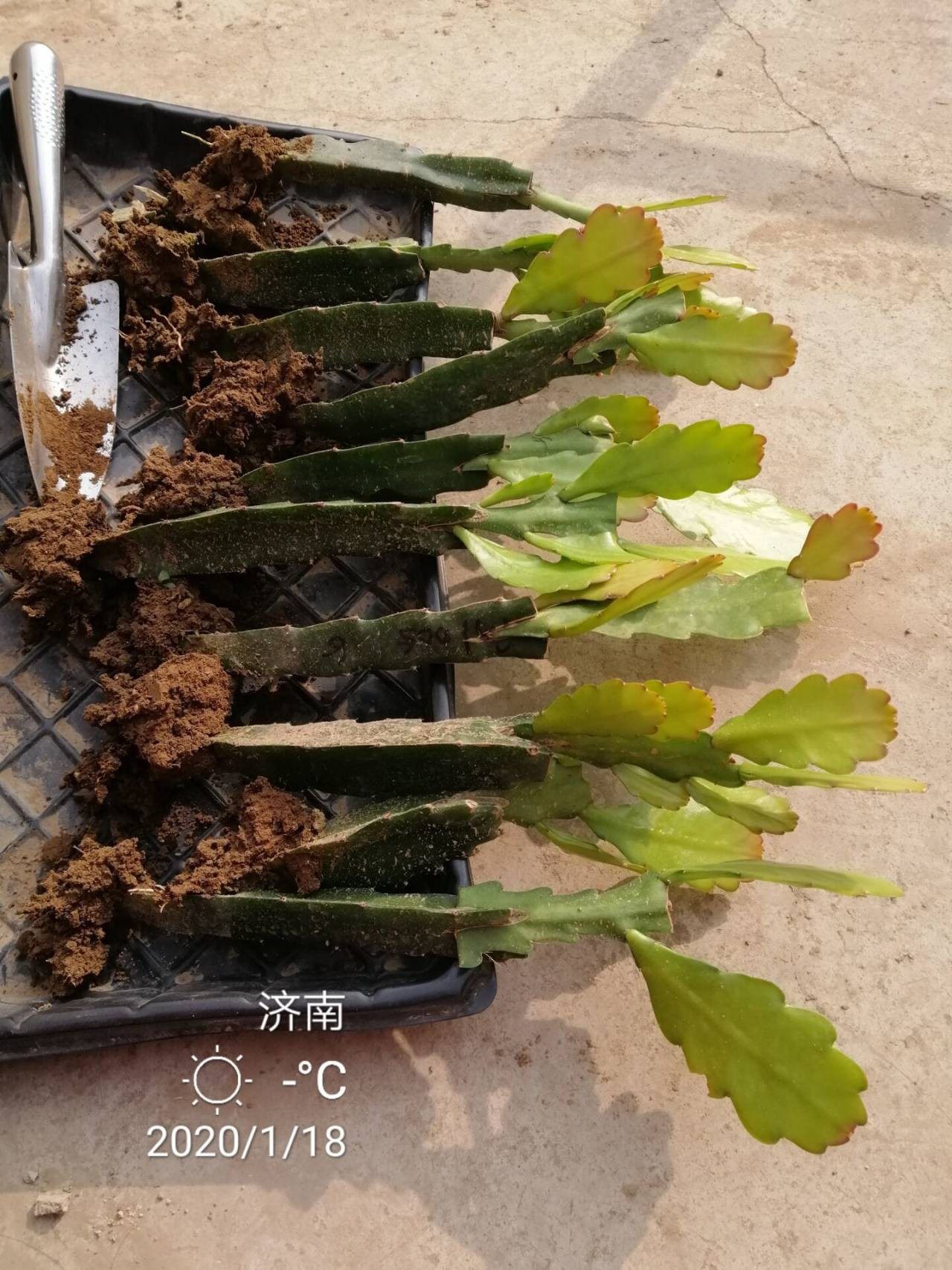 进口令箭荷花花苗浅紫大花不二叶片扦插嫁接花卉