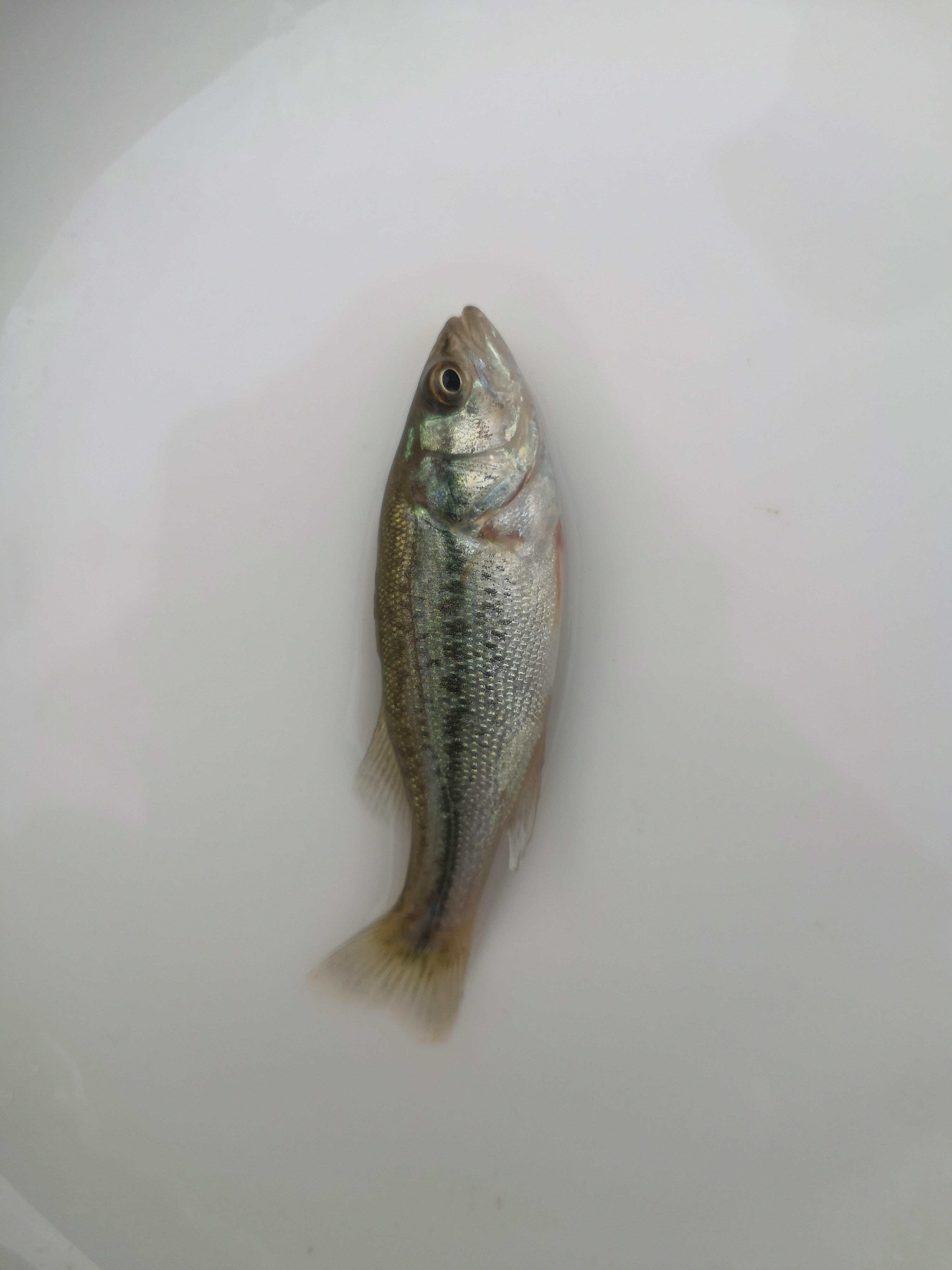鱼苗鲈鱼加州大口路亚翘嘴鳜鱼黄尾花骨鱼黄鱼