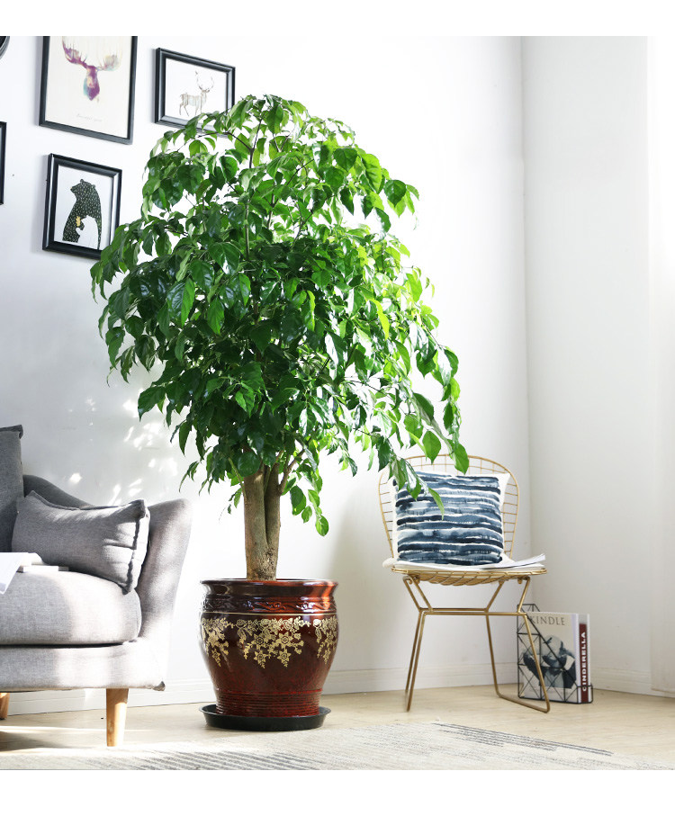 绿植大号单杆幸福树绿宝客厅办公室大型四季常绿植大型绿植