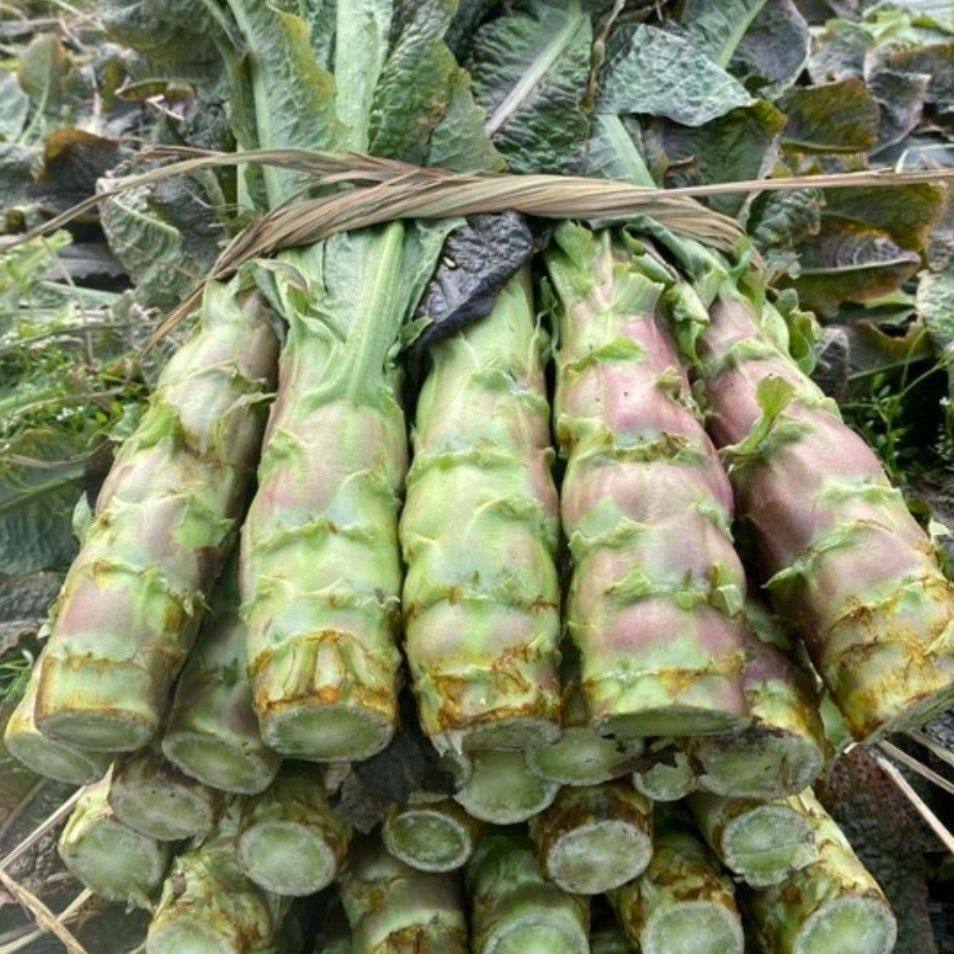 莴笋四川成都农家露天种植当季砍现发红叶新鲜紫皮叶菜类