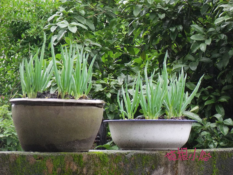草根小院龙爪楼楼葱蔬菜种苗阳台盆栽天葱其它