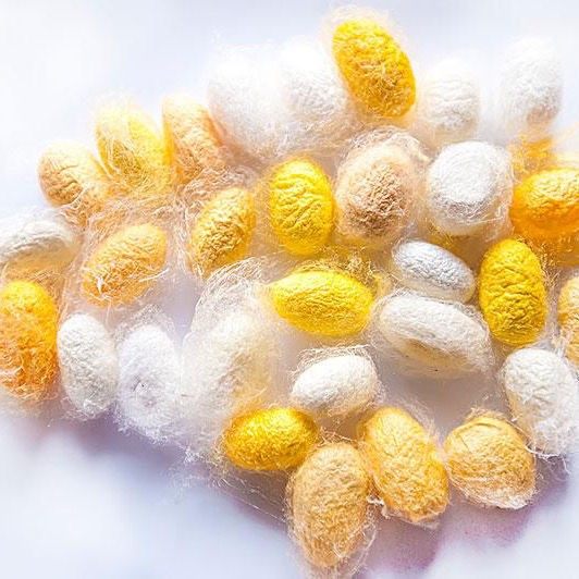 彩色桑叶新鲜活物活体幼虫蚕宝宝金丝天然蚕卵蚕宝宝