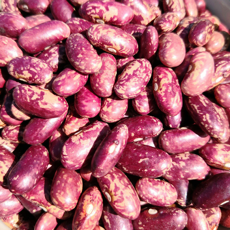 东北特产五谷杂粮大饭腰鼓红花芸豆新鲜黑龙江农民其它