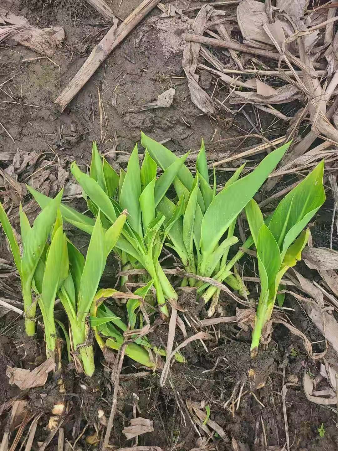 美人蕉苗蕉种球花根四季多年生花卉植物花苗带芽时令草本花卉