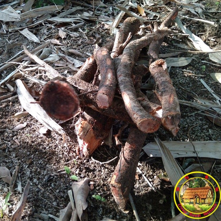 荔枝自然生长树根500g新鲜现挖50年老树中药材荔枝