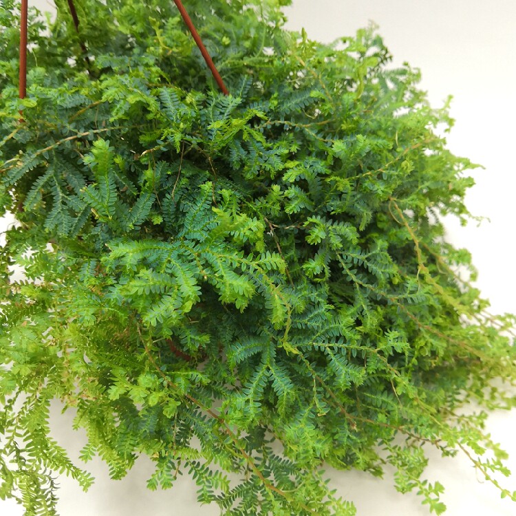 翠云草变色龙吊兰植物悬挂垂吊绿植盆栽变色植物室内客厅净化空气