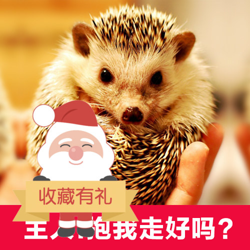 非洲迷你刺猬活体可爱萌宠平托刺猬大耳刺猬非洲迷你刺猬