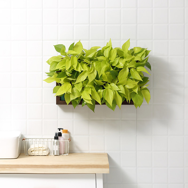 花盆壁挂真植植物墙挂墙花花架墙面装饰墙壁花盆