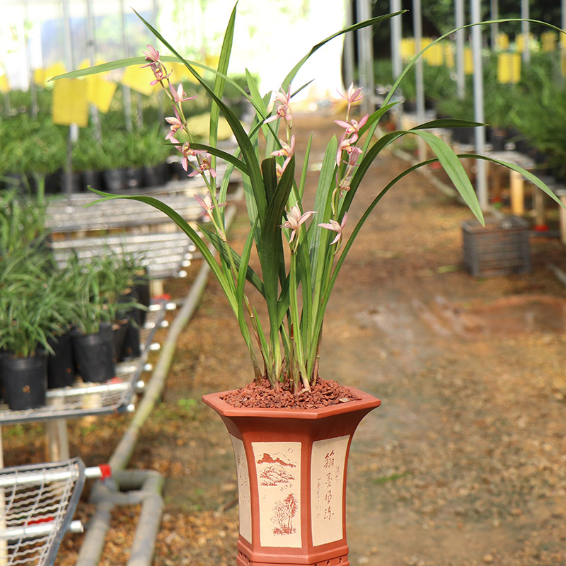 桃娇兰花建兰四季红花易养室内植物花卉