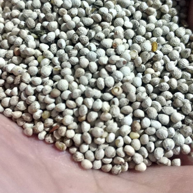 鸟食白苏软苏鸟粮白苏籽金丝雀芙蓉黄雀苏子500g鸟食