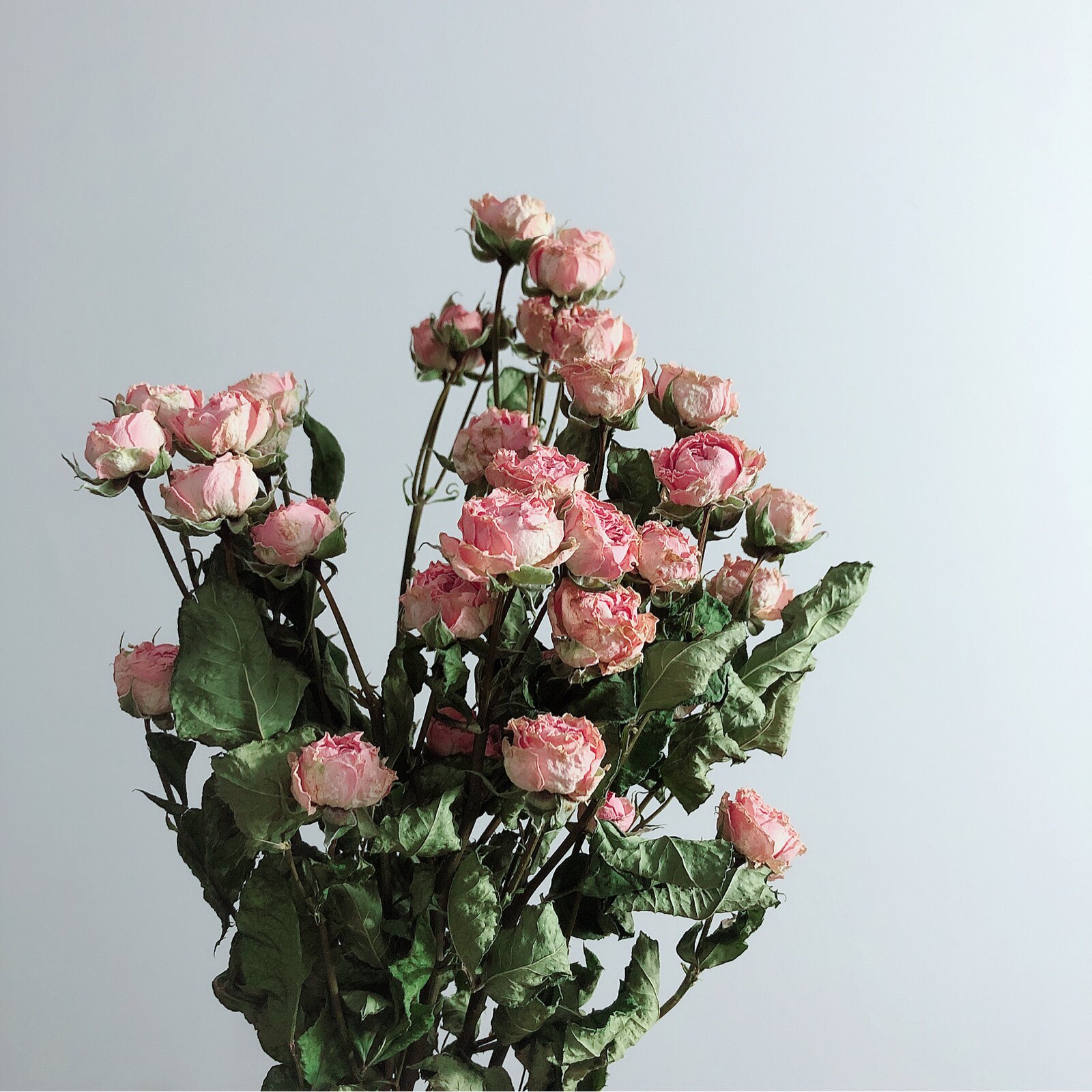 花束干花粉色玫瑰蔷薇薇风真花小清新文艺家居干花