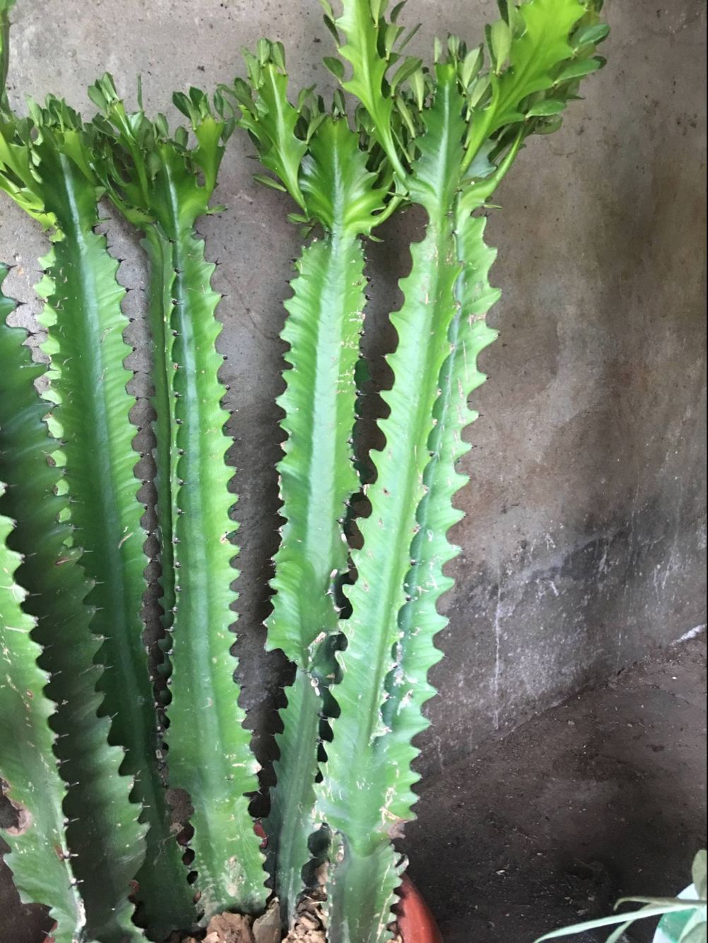 大仙仙人掌多肉植物巴西龙骨防辐射甲醛客厅室内绿植