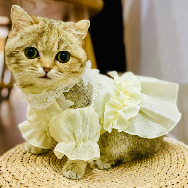 猫咪小猫宠物裙子纱裙猫猫衣服夏小猫连衣裙布偶猫狗宠物服装