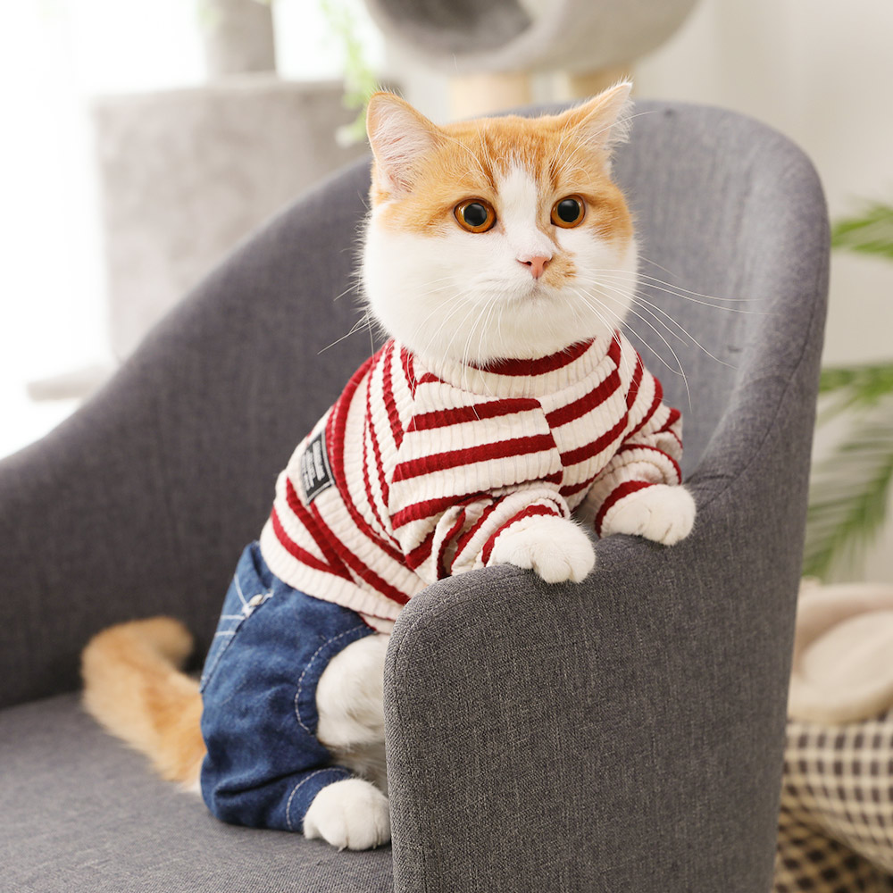 猫咪衣服防掉毛猫猫秋季幼猫冬季小猫英短布偶狗宠物服装