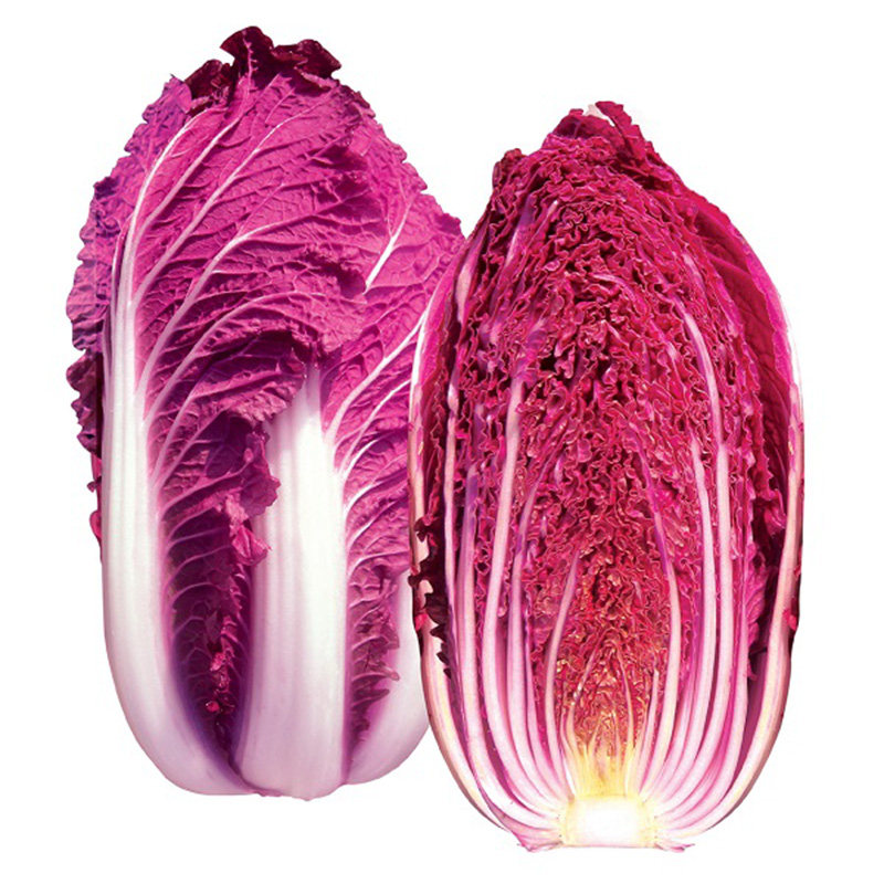 紫白菜种红色大白菜种子秋天冬季稀有有特色转基因家庭园艺种子