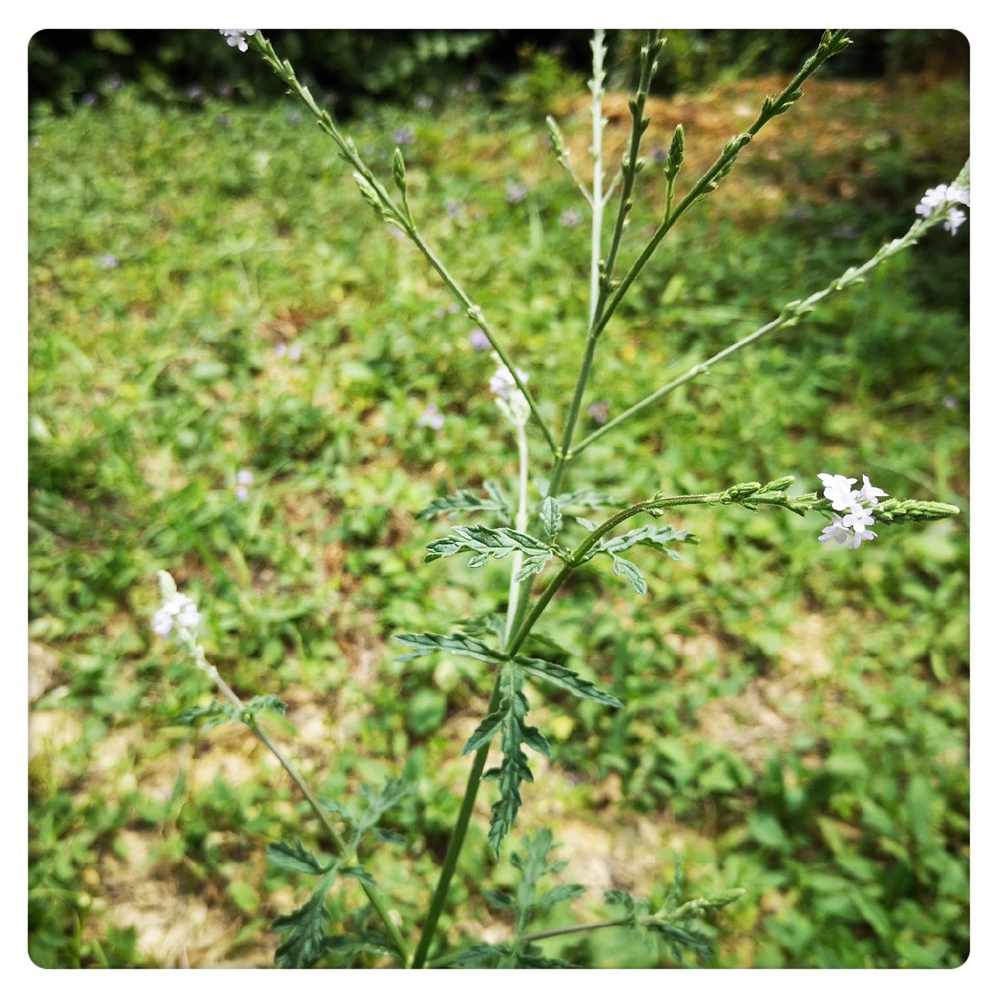 马鞭新鲜铁马马边草现采草药500克新货包邮其他药食同源食品