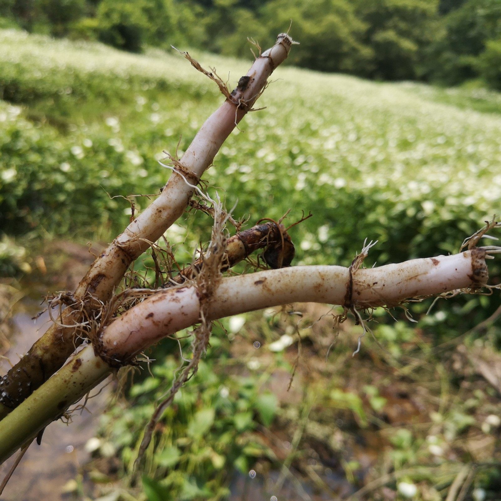 2021年新货三白中药材天性三百百草塘边藕白花莲其他药食同源食品