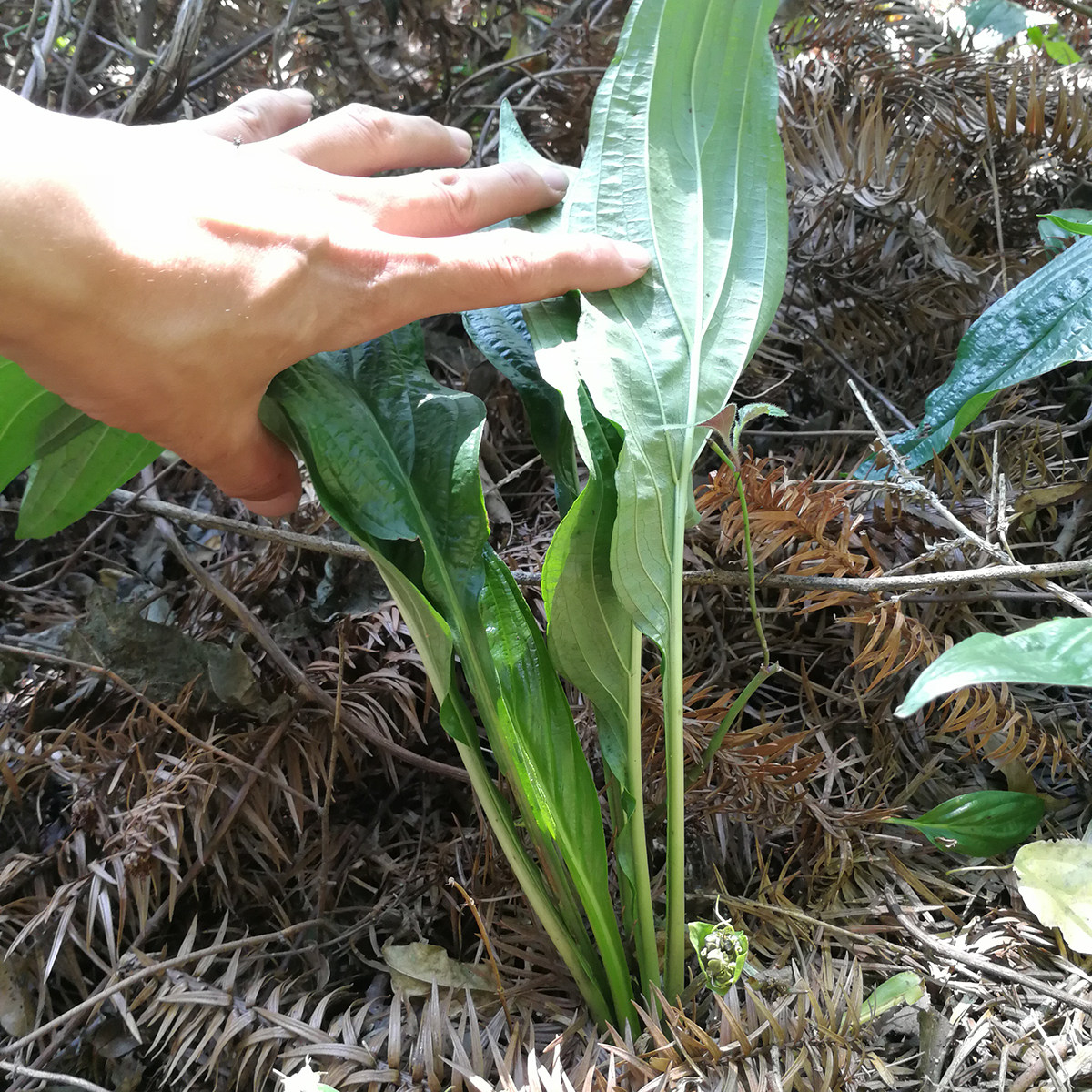 水田七新鲜屈头鸡土三七水田七苗中草药500g包邮水虾公