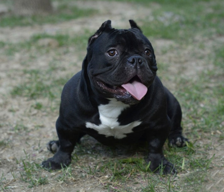 恶霸纯种幼犬活体宠物宠物狗狗狗巨型血统口袋狗狗