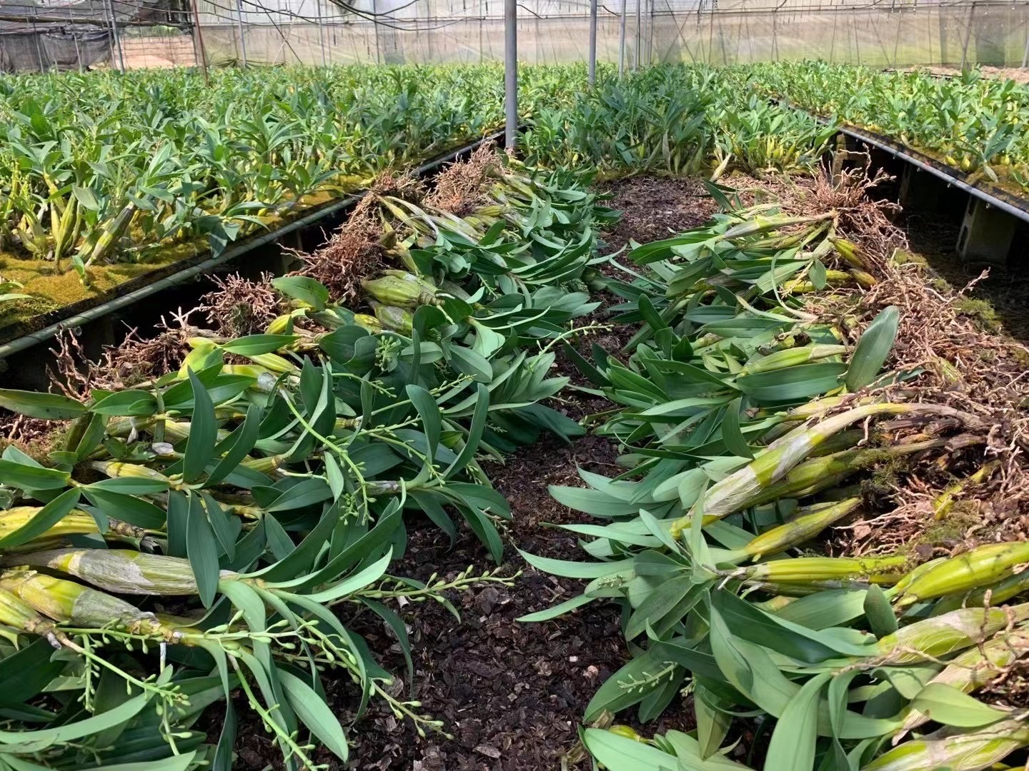 云南鼓槌石斛丛苗赤水金钗基地种植直发比霍山铁皮新鲜花绿植