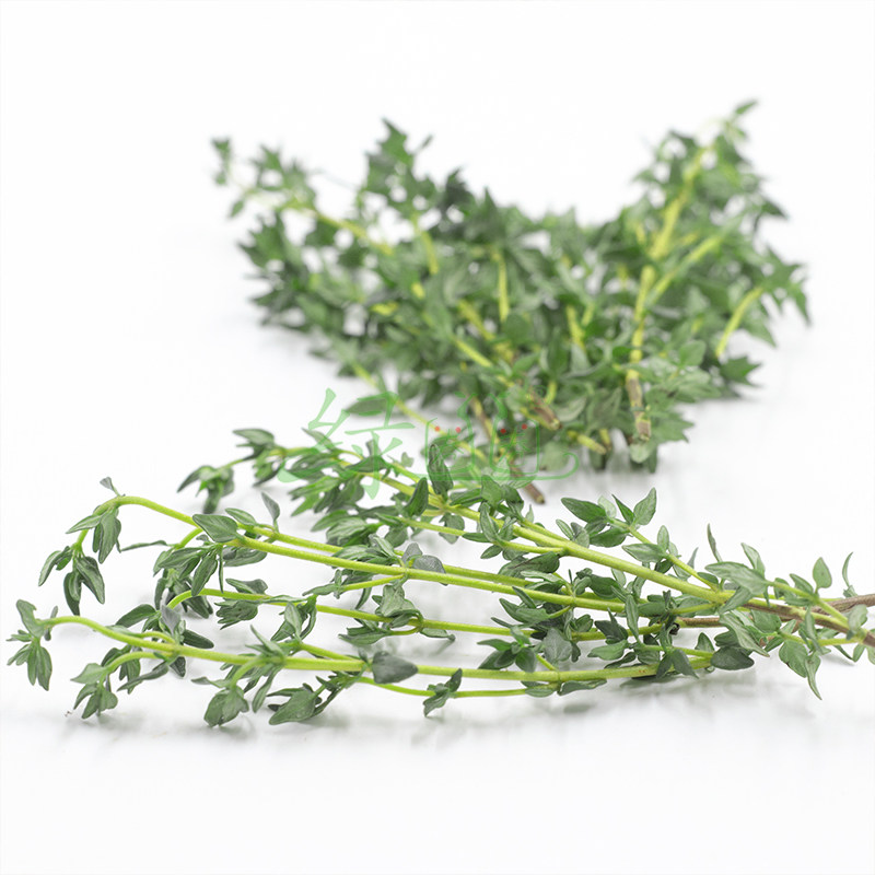 香料百里香新鲜西餐thyme百里香香250g牛排其它
