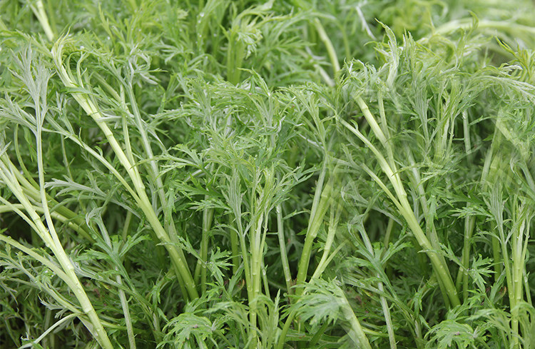 6份包邮湖北特产新鲜泥蒿 藜蒿芦蒿 去叶泥蒿 新鲜蓠蒿有机蔬菜