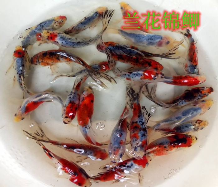 兰花兰草金兰草花草淡水鱼小型易养耐冷水鱼练手锦鲤鱼