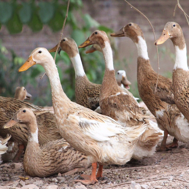 崇明岛2年老鸭农家放养老麻鸭老鸭子900g新鲜冷冻鸭肉整只鸭