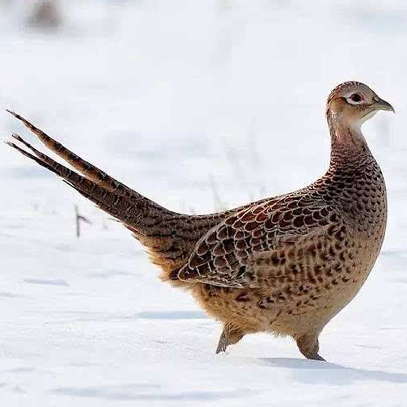 母野鸡活体散养鲜活山鸡七彩野山鸡包邮包活到家非公鸡