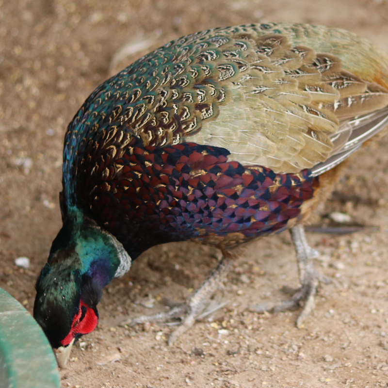 母野鸡活体散养鲜活山鸡七彩野山鸡包邮包活到家非公鸡