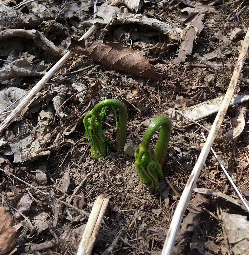 人参活苗室内盆栽人参苗带土长白山人参苗子种植带盆种苗野生幼苗