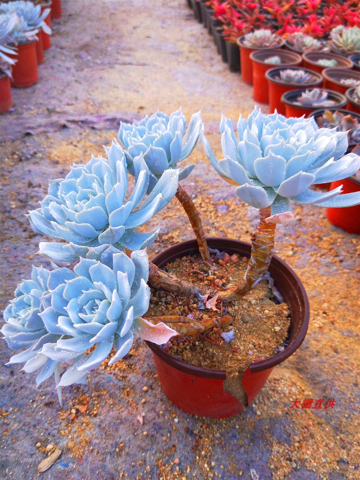 特价多肉植物蓝鸟老桩一物一拍造型悬崖特大多肉植物